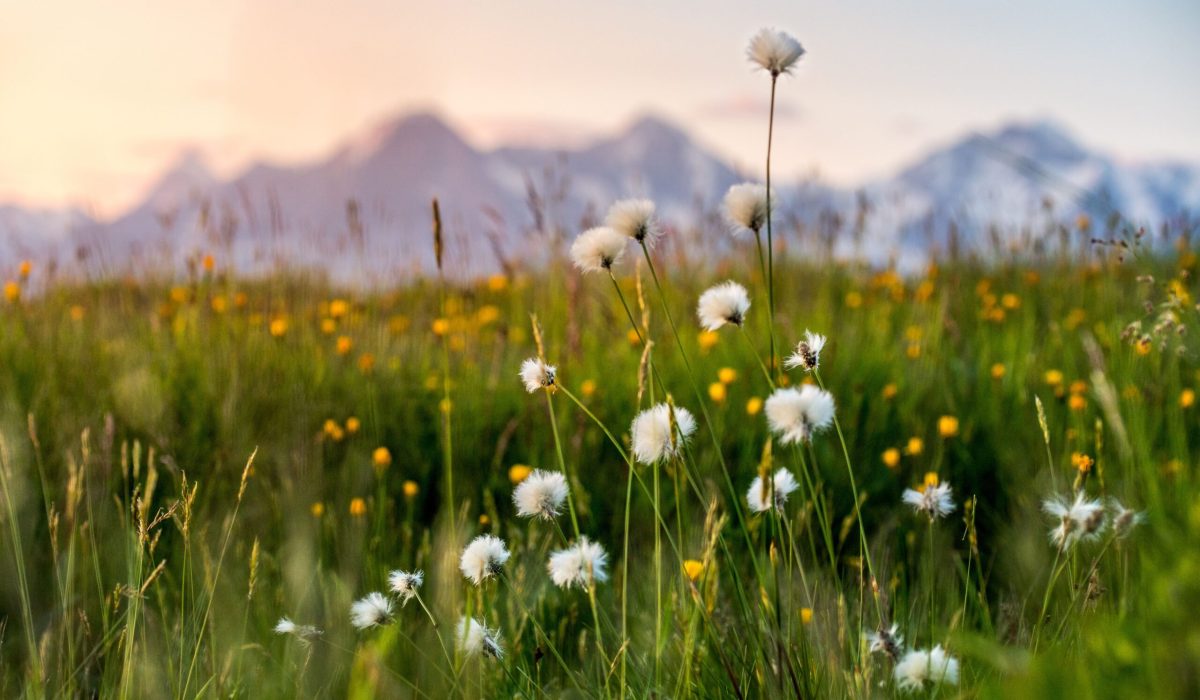 Im Vordergrund sieht man eine Wiese mit Wildblumen und im Hintergrund verschwommen eine Bergkulisse im Sonnenuntergang. Es sieht aus, als wäre man auf einer Alm.